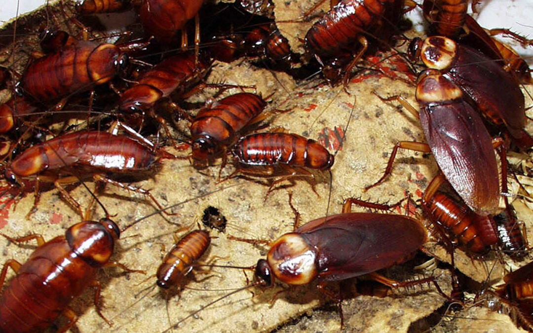 Cucarachas